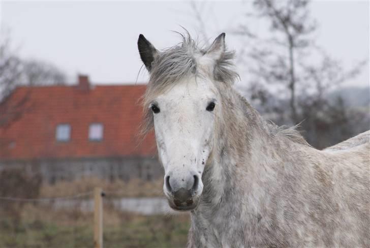 New Forest Rødtjørns Shakira billede 12