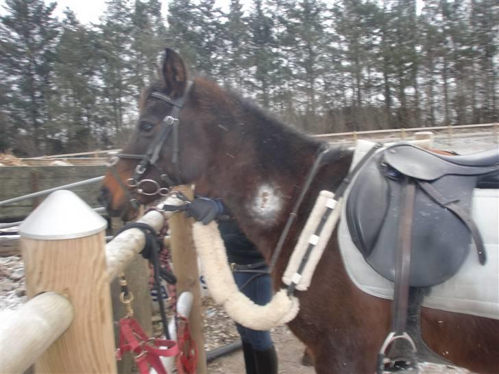 Anden særlig race Pretty Princess*Solgt* - Pruuut <3 billede 13