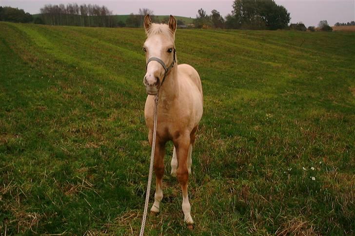 Paint Solanos Sunny Dinero - Bøllefrøet, her kun et ½ år gammel. <3 oktober 2001 Foto: Avler billede 9