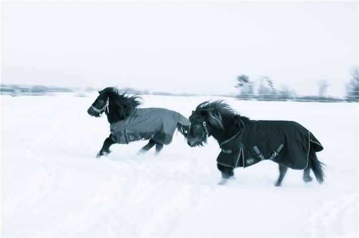 Shetlænder Victoria Ballarina deLUXE - I fuld galop i sneen. Der er næsten ingen mislyd ved hendes hjerte mere :) billede 10