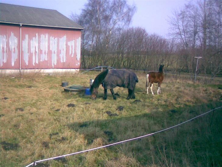 Koldblodstraver Mini Spralla / Stjärna - 4.4.09 hjemme i den lille luftefold sammen med Falcon´s Braveheart billede 6