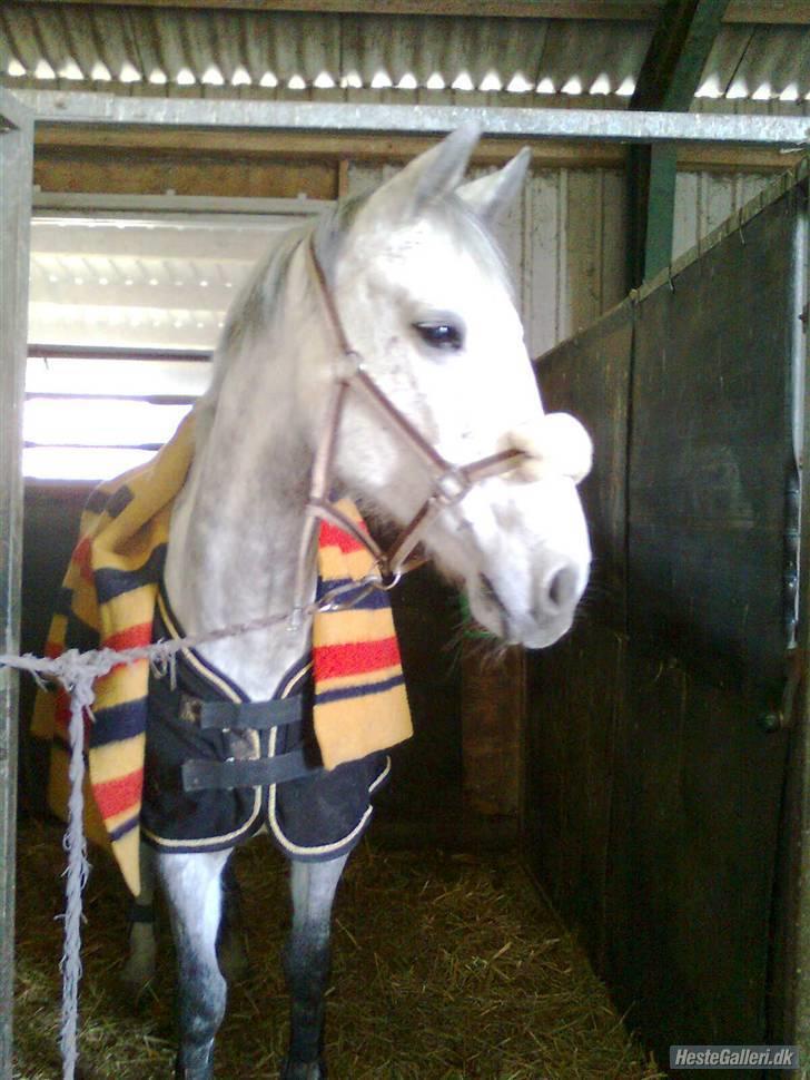 Holstener Niquita (Skimle<'3) - Klar til en tur i skoven :) <3  billede 16