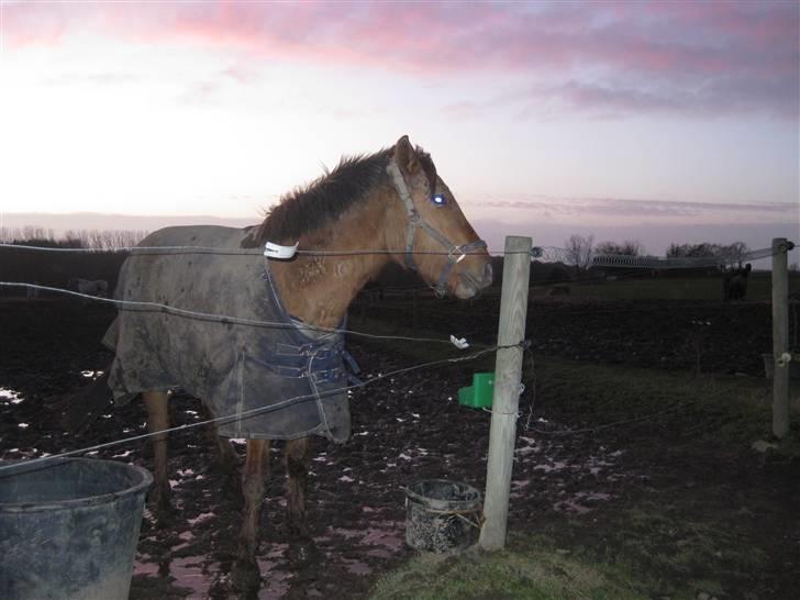 Anden særlig race Sascha solgt ::( billede 11