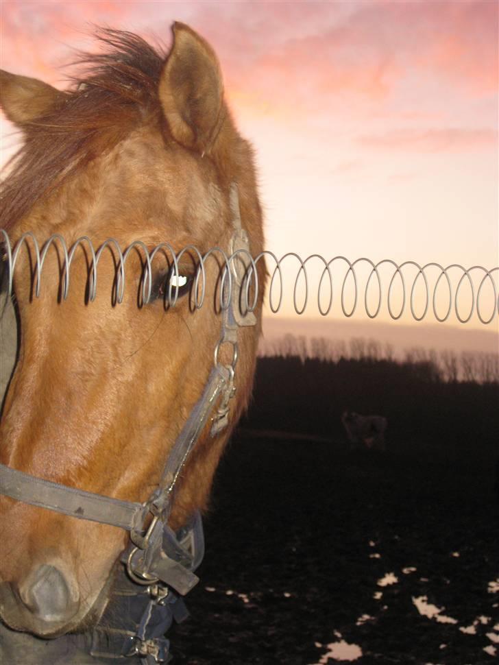 Anden særlig race Sascha solgt ::( billede 12