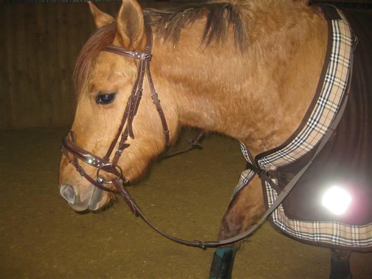 Anden særlig race Sascha solgt ::( billede 13