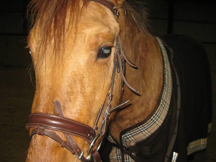 Anden særlig race Sascha solgt ::( billede 14