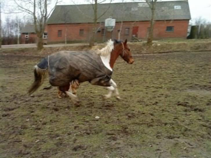 Pinto Domino SOLGT billede 12