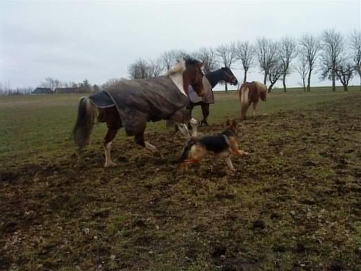 Pinto Domino SOLGT billede 15