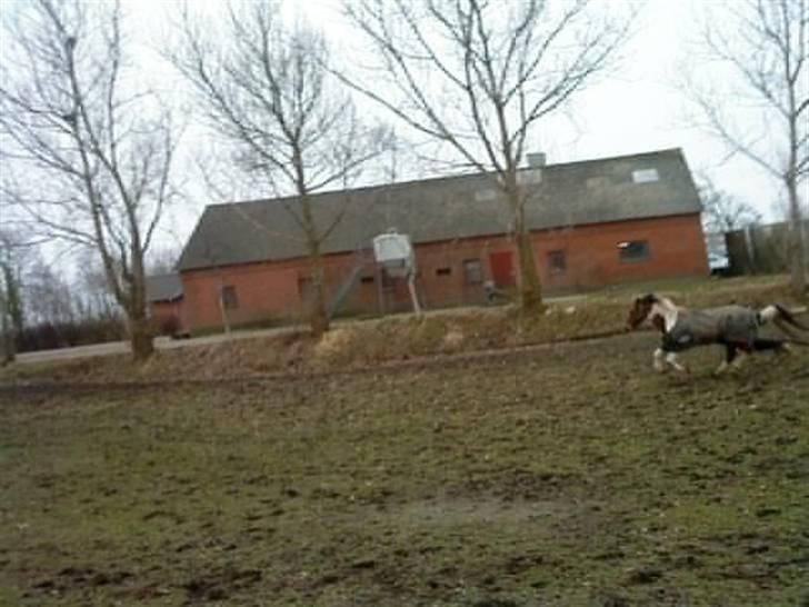 Pinto Domino SOLGT billede 16