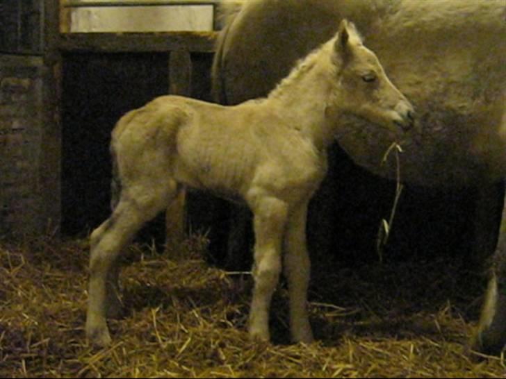 Fjordhest Iben Strødam # Solgt# - Iben på stalden 5 timer gammel 040309 billede 1