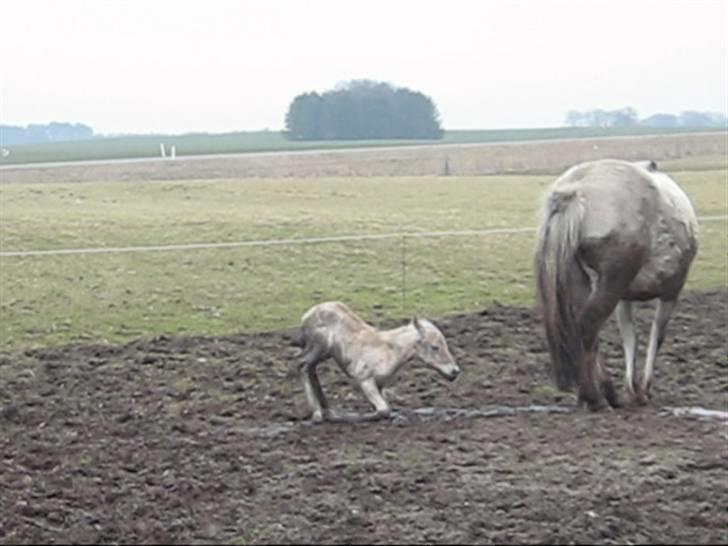 Fjordhest Iben Strødam # Solgt# - Hey mor du må ikke gå endnu billede 4