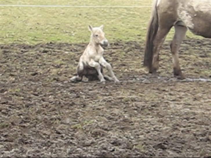 Fjordhest Iben Strødam # Solgt# - Se mor jeg kan sidde selv billede 5