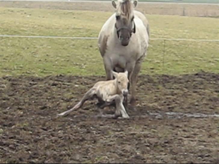 Fjordhest Iben Strødam # Solgt# - Godt at du blev, mor billede 6