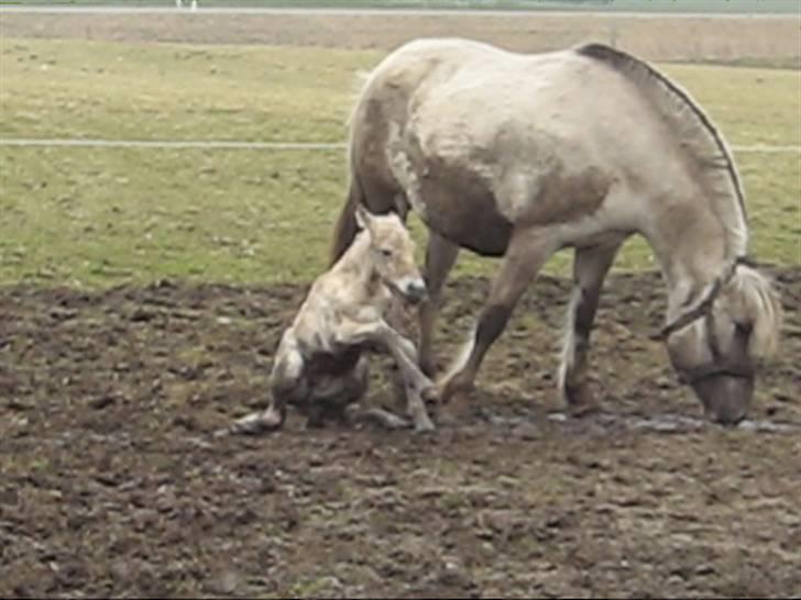 Fjordhest Iben Strødam # Solgt# - Så prøver jeg lige igen billede 7