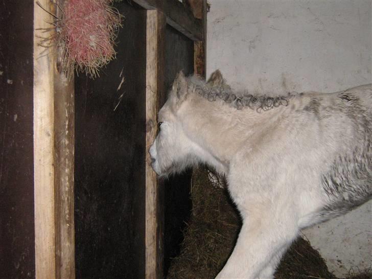 Fjordhest Iben Strødam # Solgt# - Kan man ikke få noget at spise her ?? billede 8