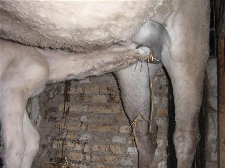 Fjordhest Iben Strødam # Solgt# - Der var mælkeautomaten jò !! billede 9