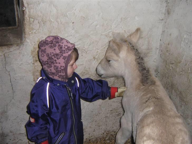 Fjordhest Iben Strødam # Solgt# - Mette er ude og sige godmorgen til Iben billede 11
