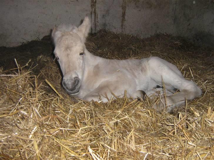 Fjordhest Iben Strødam # Solgt# - Jeg gider ikke mere nu  billede 12