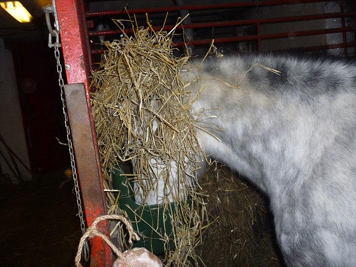 Anden særlig race Theis - VBP <3 - Et kors
Et hjerte
Et anker
-Du vil altid være i mine tanker
<3 //Foto;mig<3
- Miss U )-; billede 8