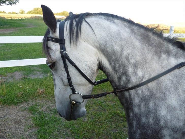 Anden særlig race Theis - VBP <3 - Min bette hypp :D<3 billede 9