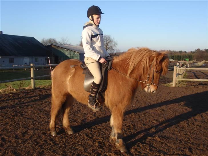 Islænder Laufa f Birkegården SOLGT - 11) billede 11