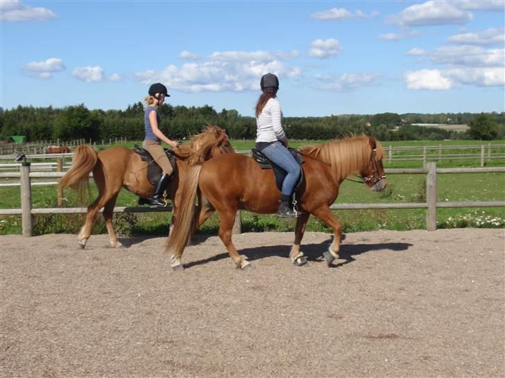 Islænder Laufa f Birkegården SOLGT - 12) mille træner laufa, sofie låner skolli :D billede 12
