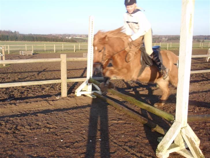 Islænder Laufa f Birkegården SOLGT - 13) billede 13