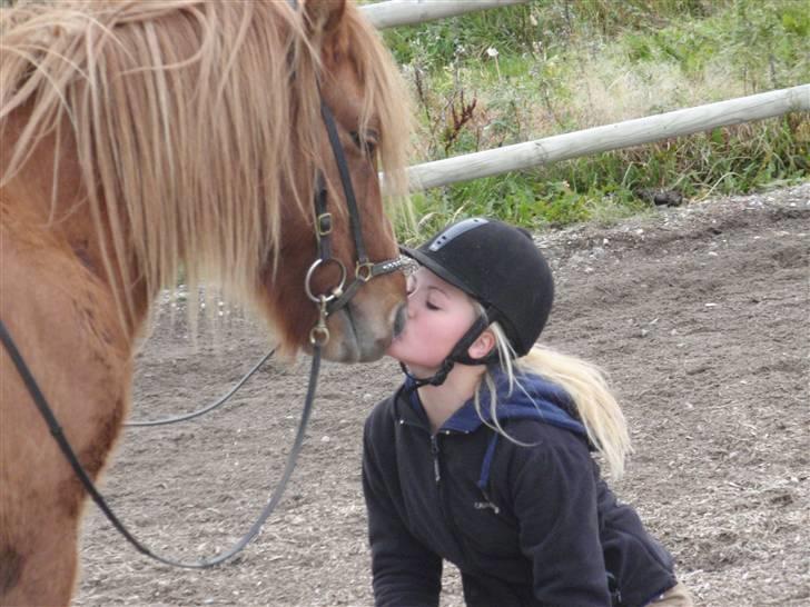 Islænder Laufa f Birkegården SOLGT - 14) kys(: billede 14