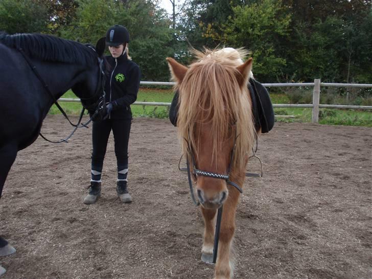 Islænder Laufa f Birkegården SOLGT - 15) træning med mille, sara, gaia & sløjfen :D billede 15