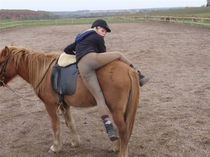 Islænder Laufa f Birkegården SOLGT - 16) sara: haha mille, hvad laver du?(: billede 16