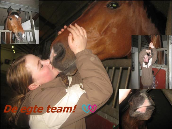 Dansk Varmblod gørklintgårds lake placid - JegElkserDiiig billede 16