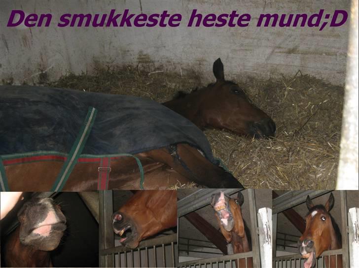 Dansk Varmblod gørklintgårds lake placid - Lake sover. billede 17