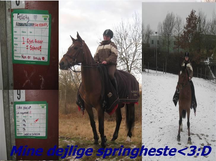 Dansk Varmblod gørklintgårds lake placid - (; billede 18