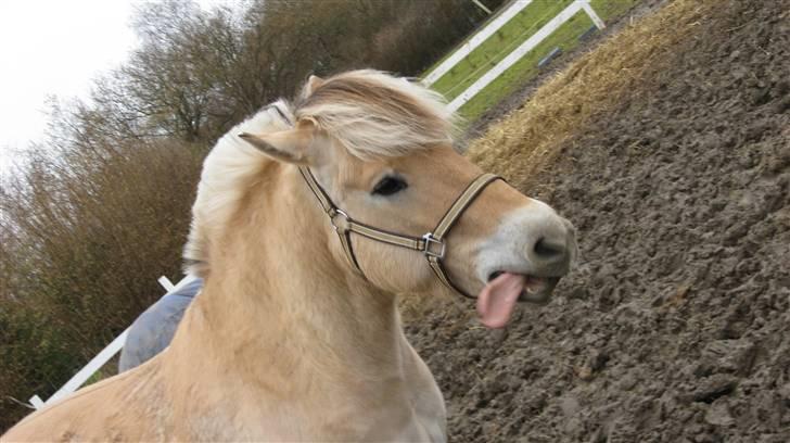 Fjordhest Juma RIP d.8/3-11 billede 19