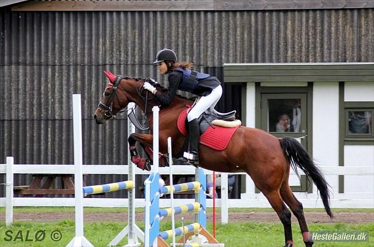 DSP Lille daugårds Tutsi - Vi er bedst når vi er to, så ved jeg alting nok skal gå! Sammen kan vi lægge verden ned. Når du ikke siger et ord, kan jeg ikke få ro, for vi er bedst når vi er to!!!!  billede 4