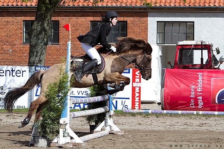 Islænder Snör fra Sauðhaga 2 - LB til distrik stævne i Næstved  billede 1