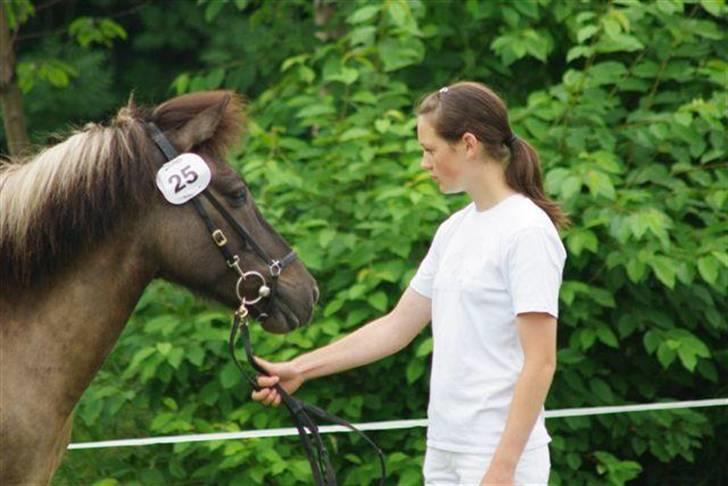 Islænder Snör fra Sauðhaga 2 billede 2
