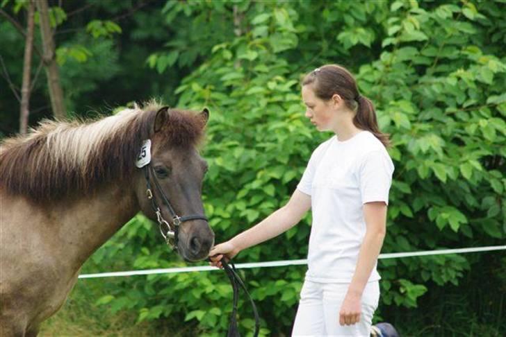 Islænder Snör fra Sauðhaga 2 - igen træning i mønstring billede 11