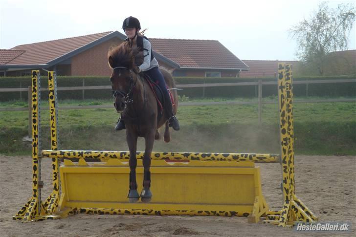 New Forest Ækpara billede 15