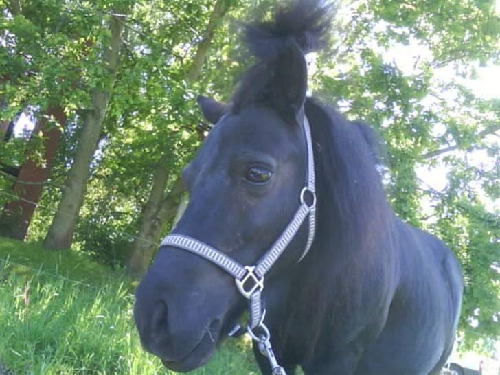 Shetlænder Olga! R.I.P SAVNET!!! :'( - Se lige hendes stjerne øjne! billede 5