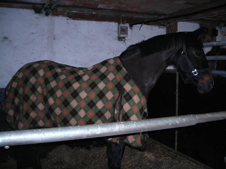 Anden særlig race Lotte :D  billede 2