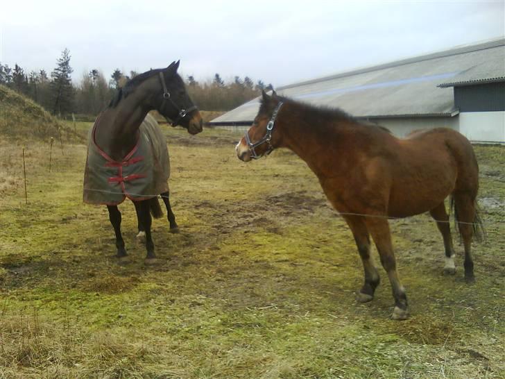 Anden særlig race Lotte :D  billede 5