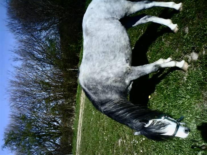 Anden særlig race Nørregårdens Cheval Petit billede 7