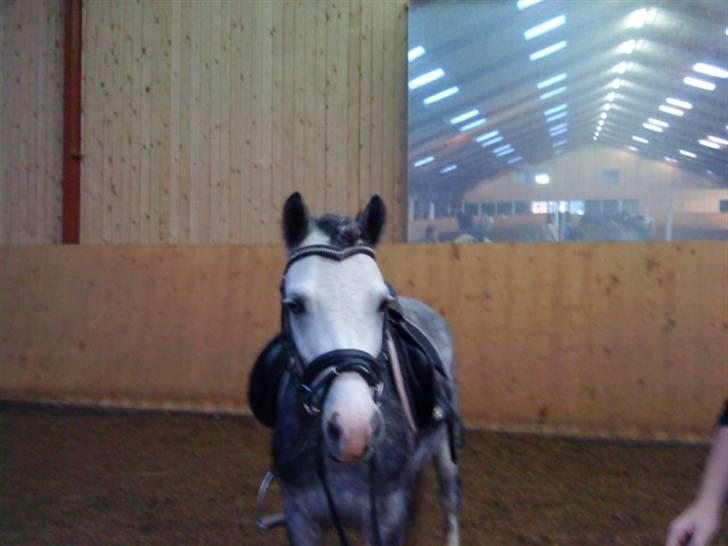 Anden særlig race Nørregårdens Cheval Petit billede 8