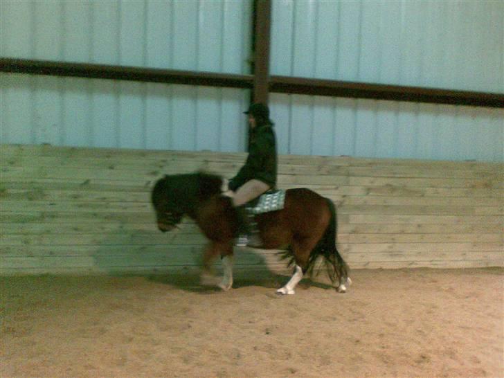 Anden særlig race Magnus billede 10