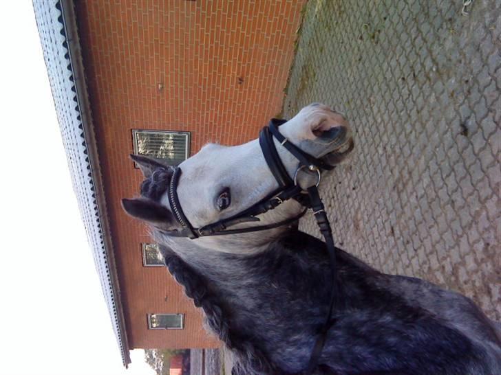 Anden særlig race Nørregårdens Cheval Petit billede 10