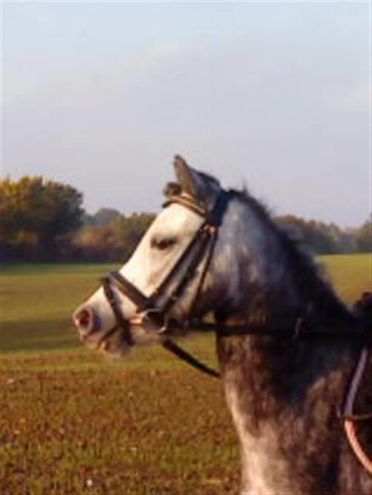 Anden særlig race Nørregårdens Cheval Petit billede 13