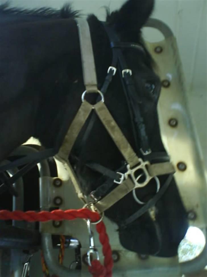 Anden særlig race Jasmin billede 16