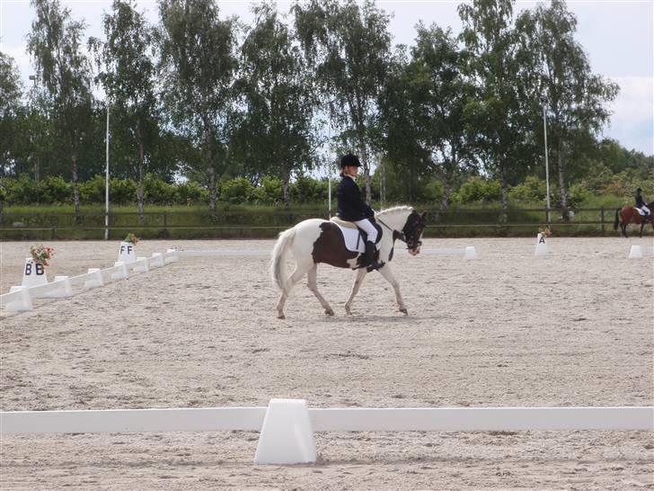 Anden særlig race Indian blue (solgt) - dressur stævne;) billede 11