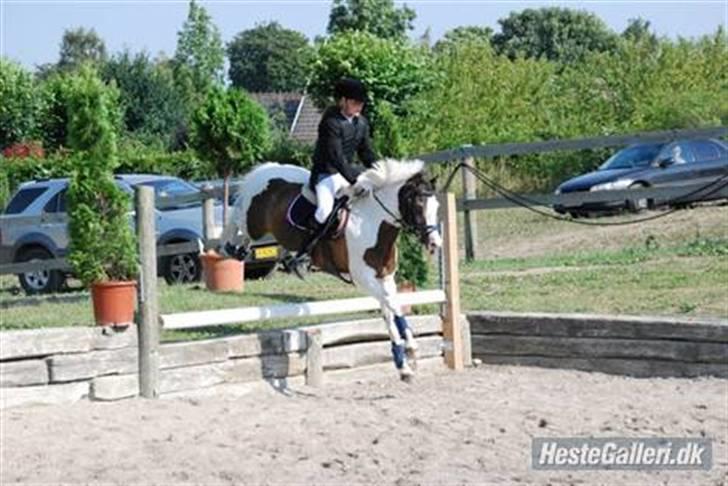 Anden særlig race Indian blue (solgt) - til karslunde open derby<3 billede 13